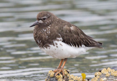 Black Turnstone photo 2