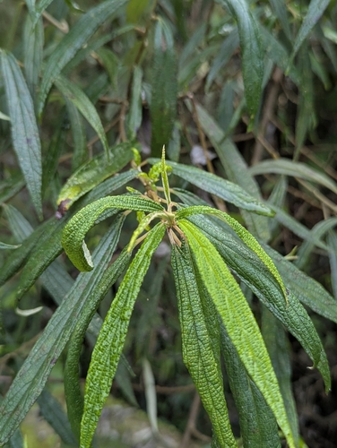 Image of Debregeasia orientalis by (c) Chen Jia Hong, some rights reserved (CC BY)
