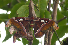 Attacus taprobanis
