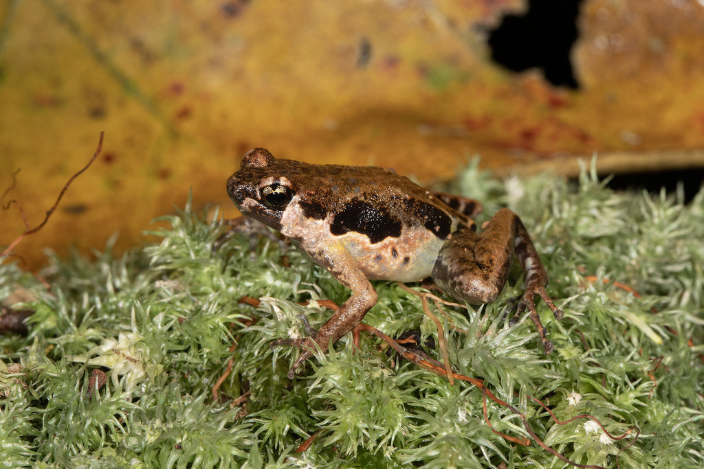 Hylophorbus rufescens (Hylophorbus rufescens)