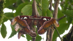 Attacus taprobanis