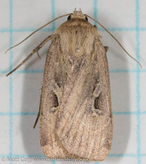 Pseudohermonassa flavotincta