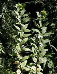 Hylotelephium verticillatum