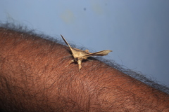 Chilkasa falcata