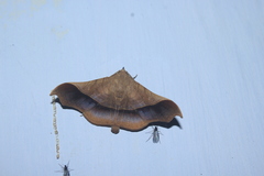 Chilkasa falcata
