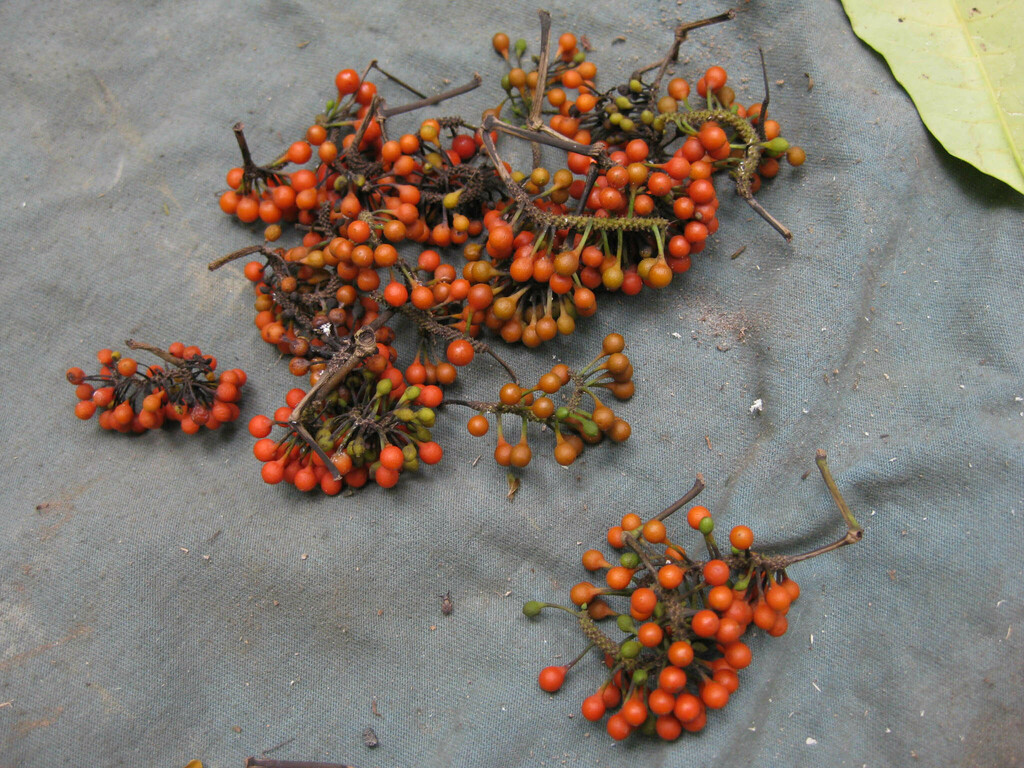 Piper guineense; photograph (c) B. Phalan, some rights reserved (CC BY)