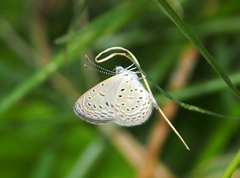 Zizula hylax pygmaea