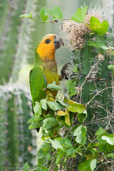 Eupsittula pertinax xanthogenia