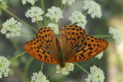 Argynnis paphia