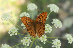Argynnis paphia