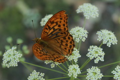 Argynnis paphia
