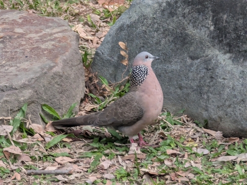 Spotted Dove (Spilopelia chinensis), photo 10