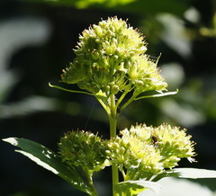 Hylotelephium verticillatum