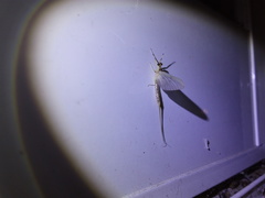 Ephemera orientalis