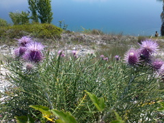 Ptilostemon echinocephalus