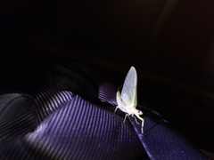 Ephemera orientalis