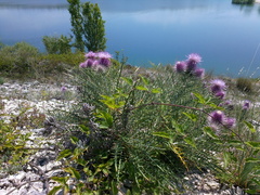 Ptilostemon echinocephalus