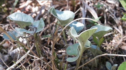 Image of Dichondra argentea by no rights reserved