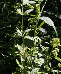 Hylotelephium verticillatum