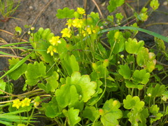 Halerpestes sarmentosa