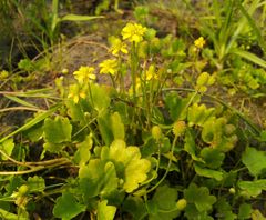 Halerpestes sarmentosa