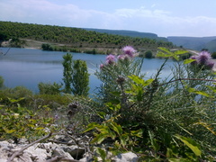 Ptilostemon echinocephalus