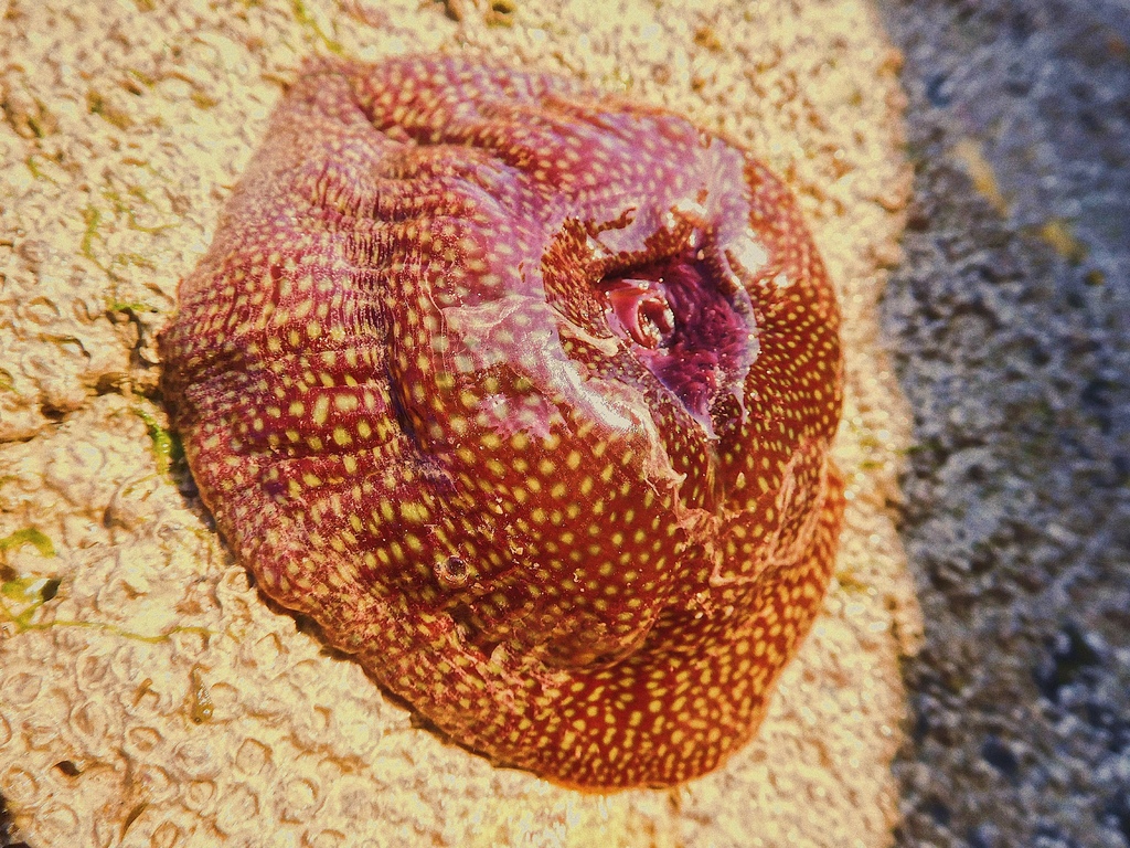 strawberry anemone