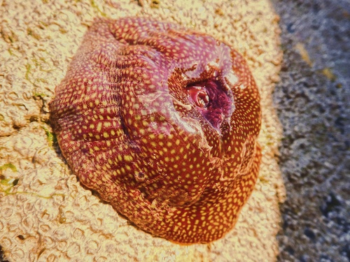 strawberry anemone