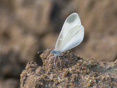 Leptidea