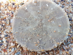 Echinodermata