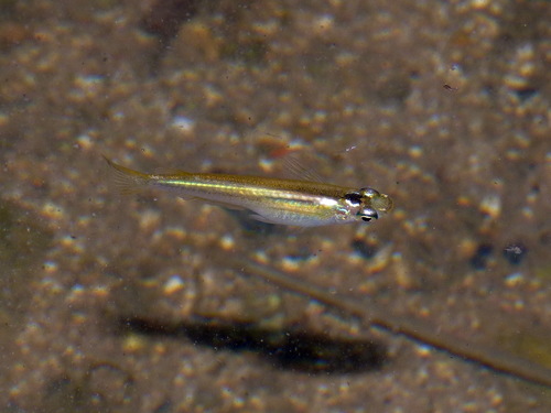Hong Kong medaka (Oryzias curvinotus) — Adrianichthyidae — 4