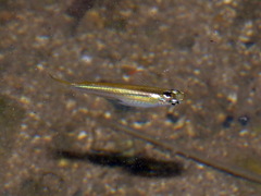 Oryzias curvinotus