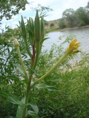 Oenothera jamesii