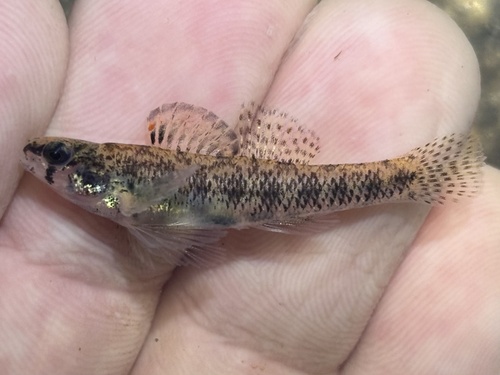 Cypress darter (Etheostoma proeliare) — Percidae