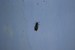 Rajendra perrottetii