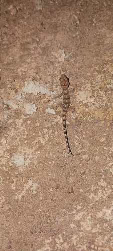 Tropical House Gecko