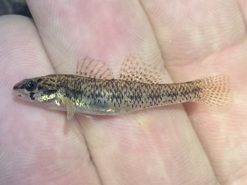 Cypress darter (Etheostoma proeliare) — Percidae — 3