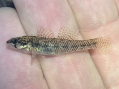 Cypress Darter photo 4