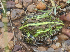 Pyxicephalus adspersus