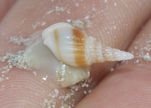 Bullia semiplicata