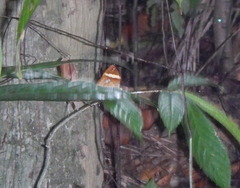 Xanthotaenia busiris