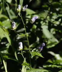 Aconitum fischeri