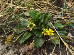 Halerpestes sarmentosa