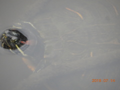 Trachemys scripta elegans