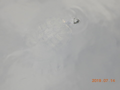 Trachemys scripta elegans