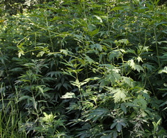 Aconitum fischeri