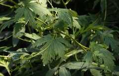 Aconitum fischeri