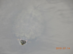 Trachemys scripta elegans