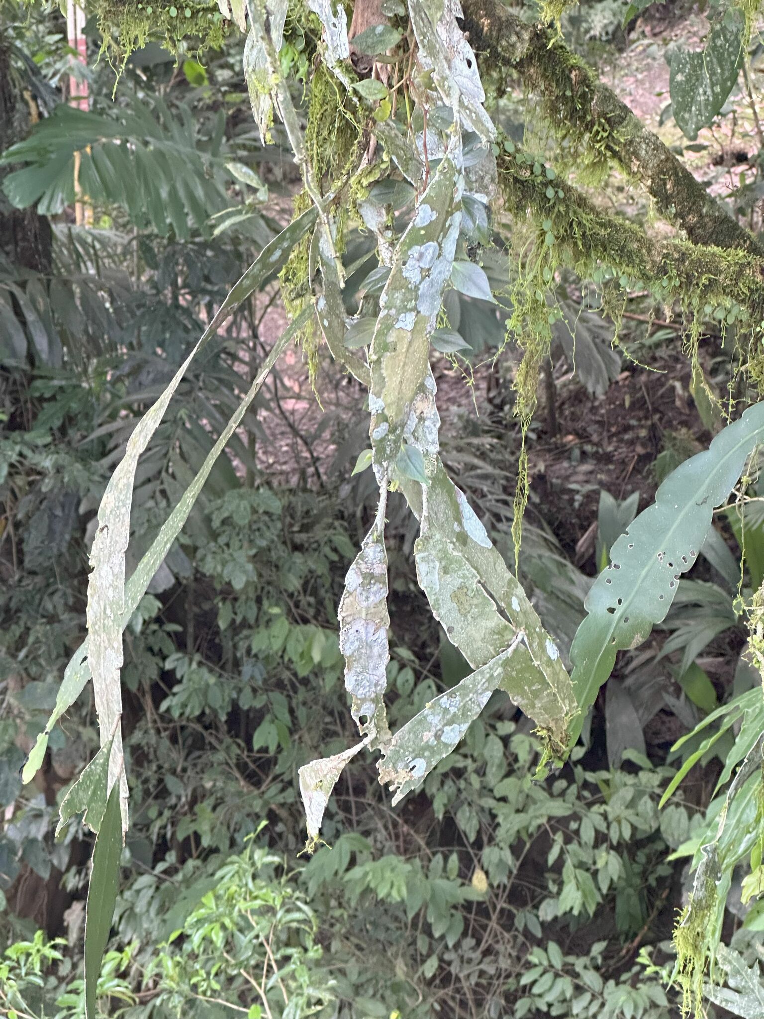Imagem de Cacto-orquídea