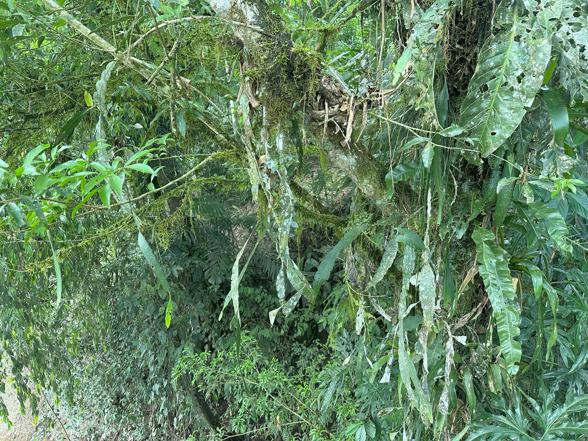 Imagem de Cacto-orquídea